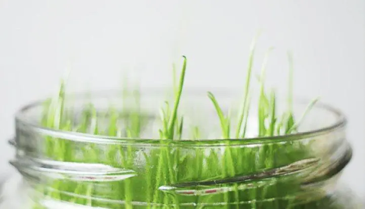 purkki_kasvun johtaminen